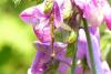 Nephrotoma flavescens